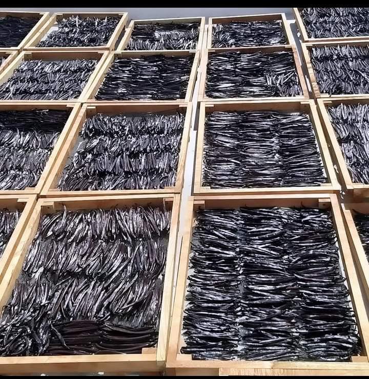 Vanilla Drying on Trays